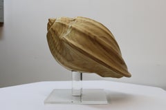 Carved Wood Conch Shell on Lucite Base