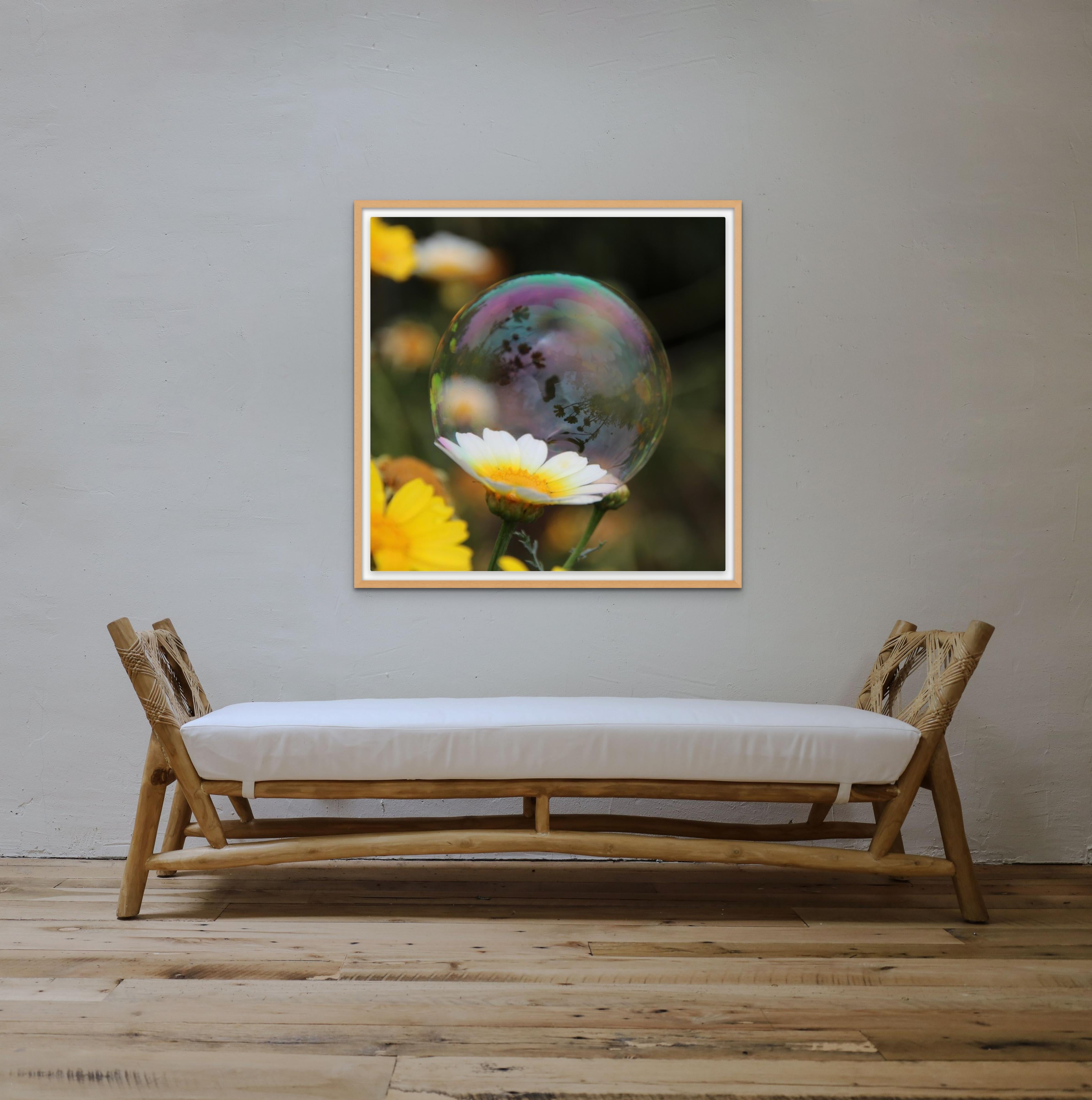 Photographic Print Edition on Paper
Available in Two sizes:
24 in x24 in, 25 in x 25 in framed
40 in x 40 in, 41 in x 41 in framed
2022
Available in Black, White, and Natural  float mount on paper
Framed to the edge of the board

Nature and