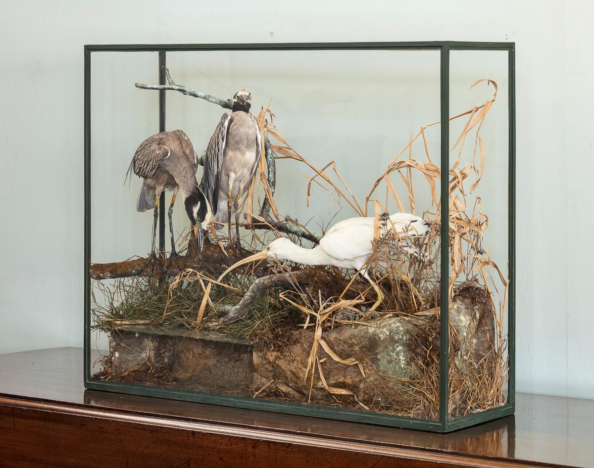 Une affaire de taxidermie d'oiseaux par Roland Ward.

Informations complémentaires :
Dimensions : Hauteur : 85 cm, 33 1/2″.
Largeur : 104 cm, 41″.
Profondeur : 30 cm, 11 3/4″.