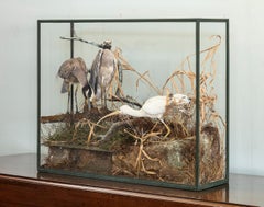 Case of Taxidermy Birds by Roland Ward