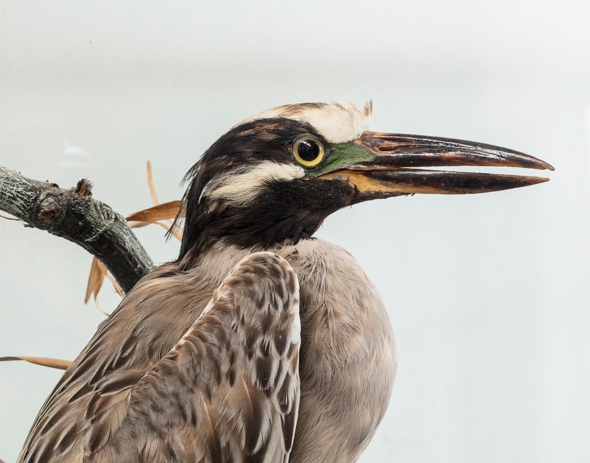Étui d'oiseaux de taxidermie de Roland Ward Bon état - En vente à London, GB