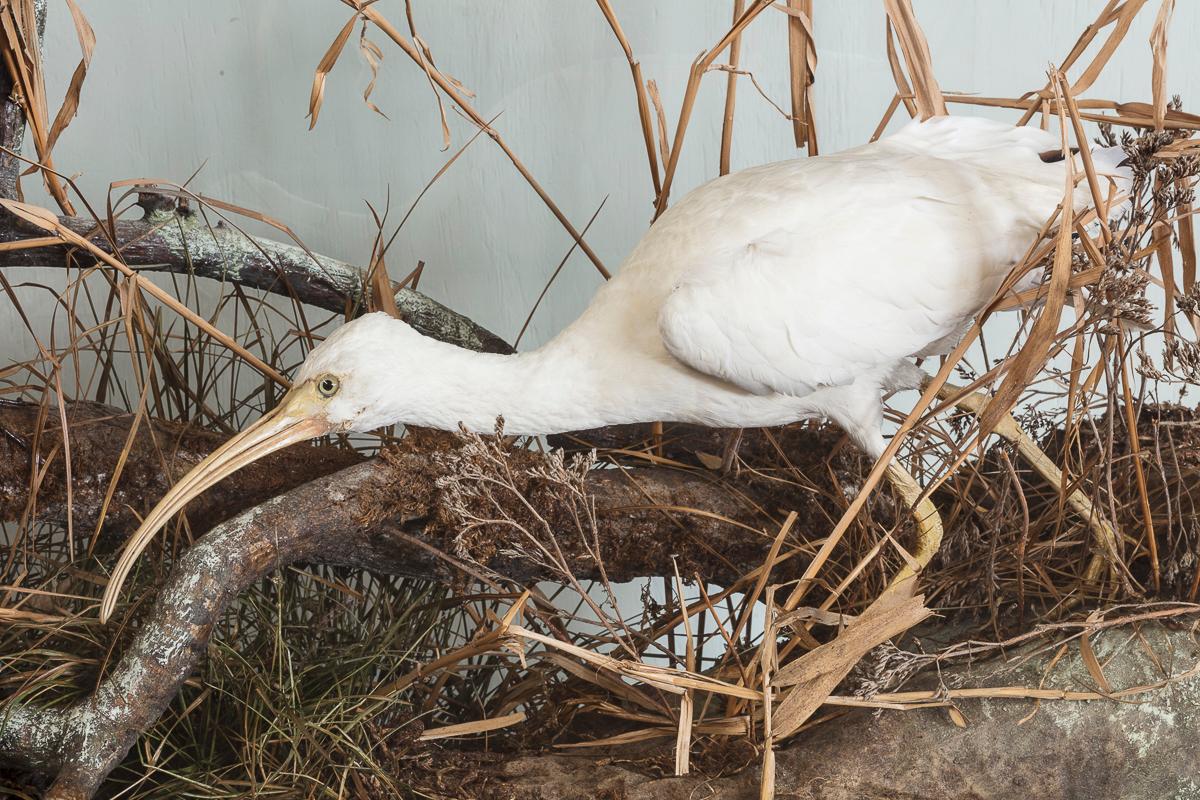 XIXe siècle Étui d'oiseaux de taxidermie de Roland Ward en vente