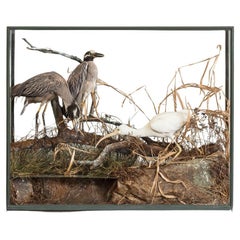 Case of Taxidermy Birds by Roland Ward