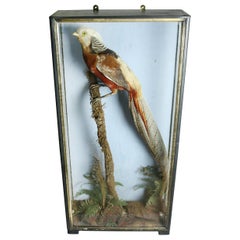 Cased Golden Pheasant