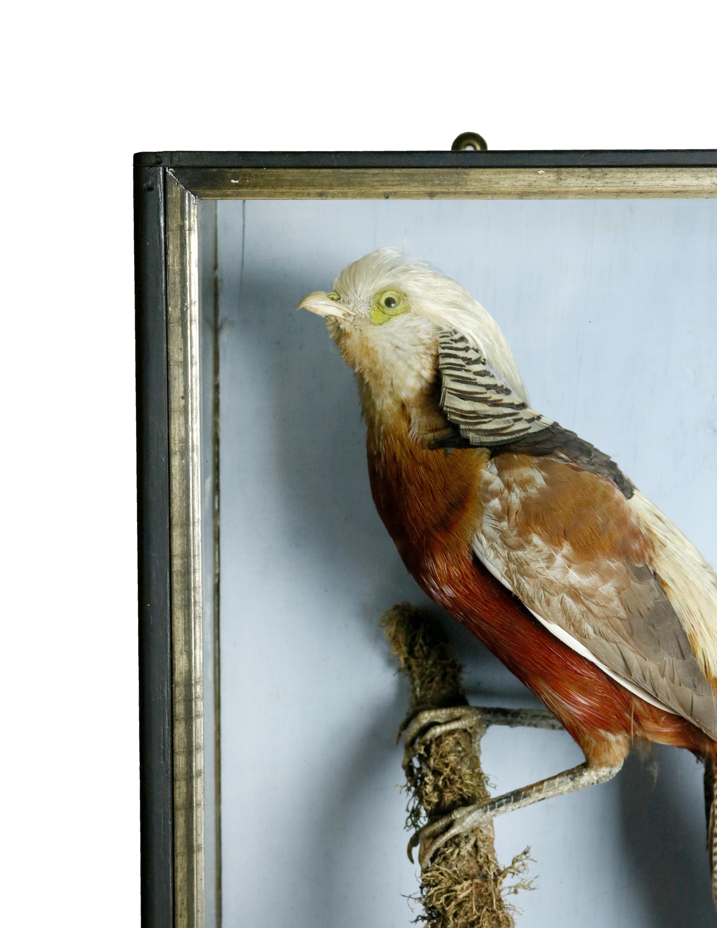 A cased taxidermy study of a golden pheasant. Bird perched on branch in naturalistic setting.
