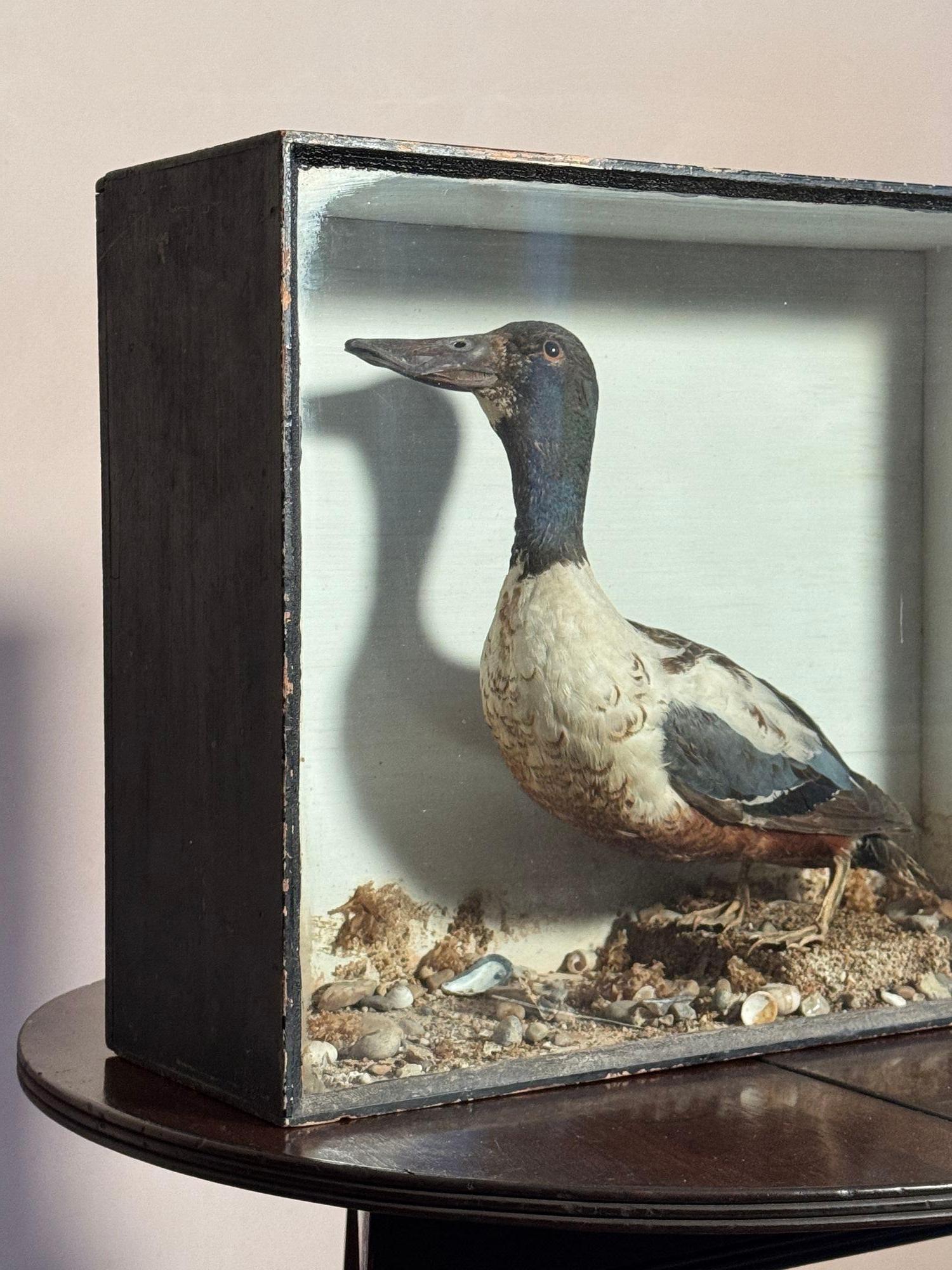 Pato palero taxidermia en caja en Bastante bueno estado para la venta en Grange-Over-Sands, GB