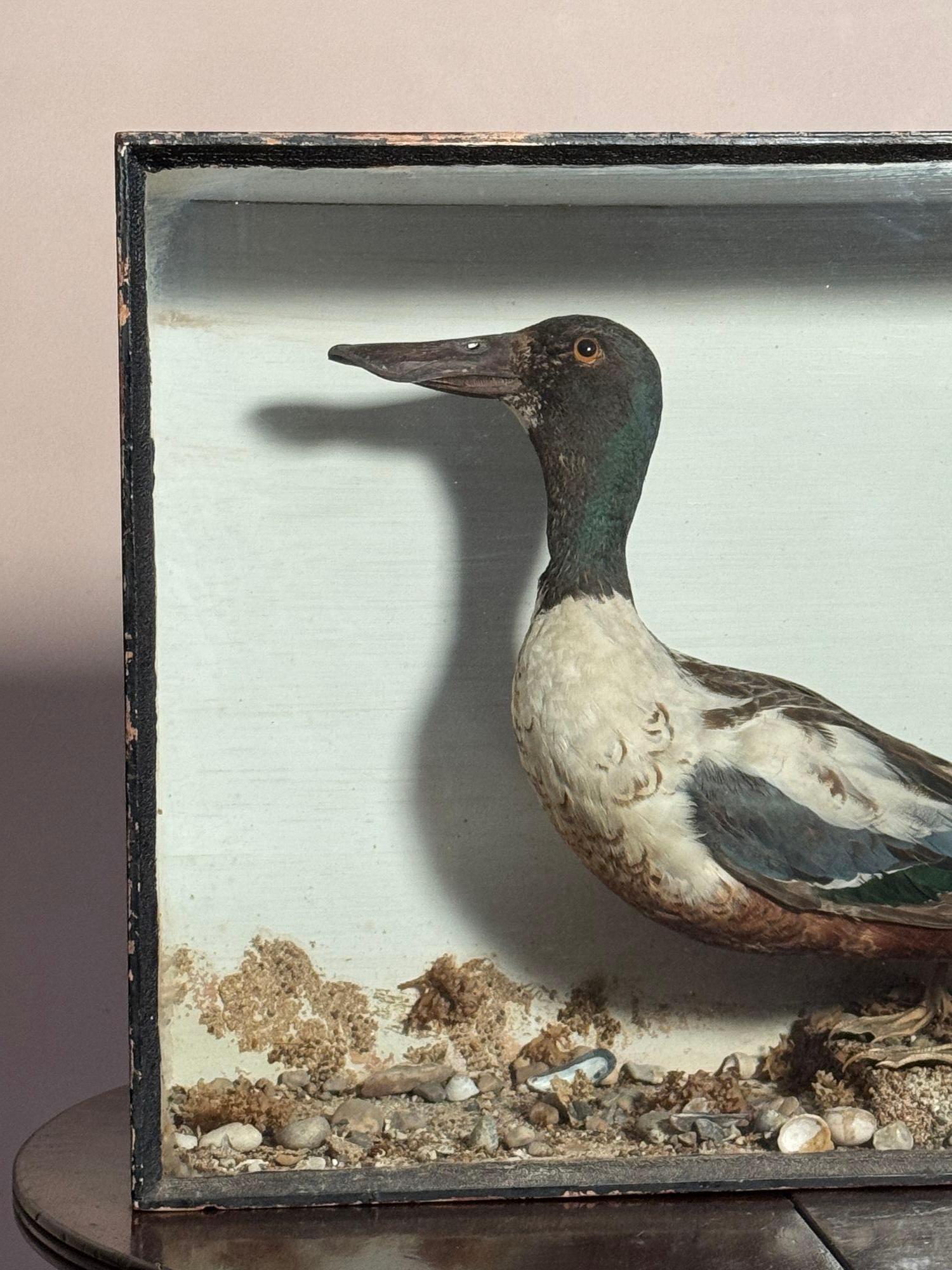 Pato palero taxidermia en caja siglo XX en venta
