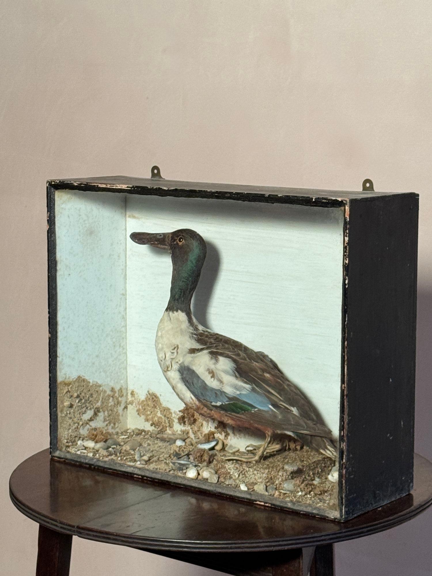 Pato palero taxidermia en caja Piel de animal en venta