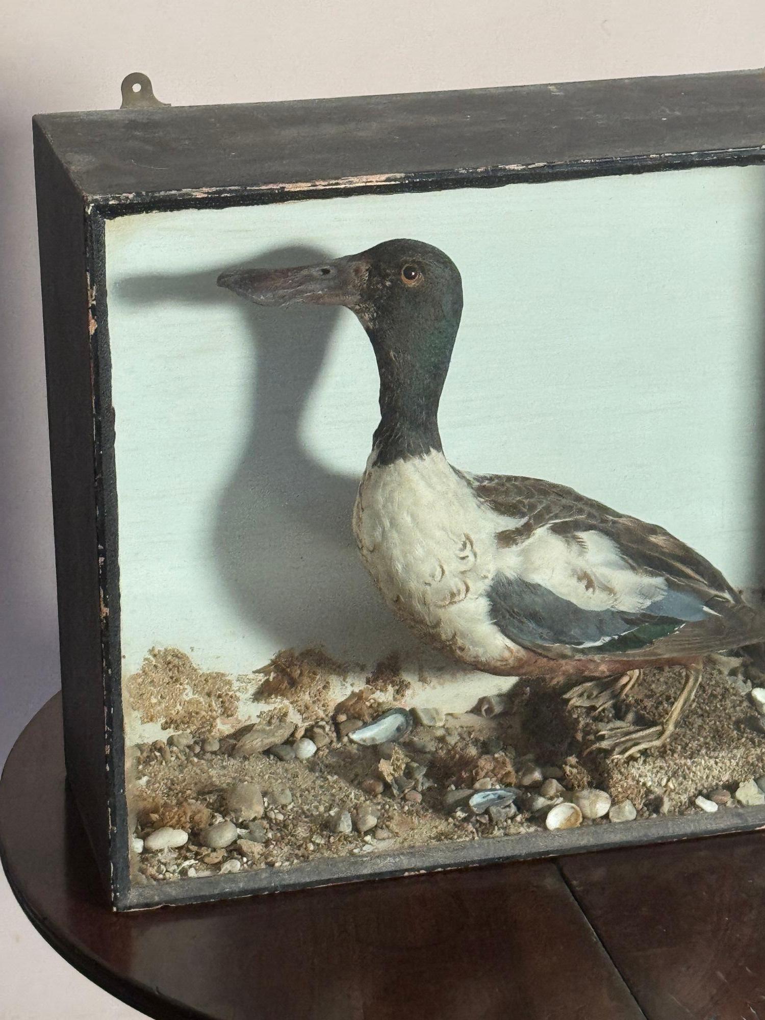 Pato palero taxidermia en caja en venta 1
