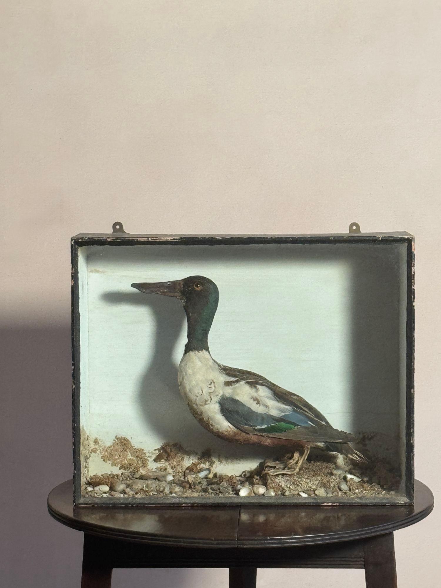 Pato palero taxidermia en caja en venta 2