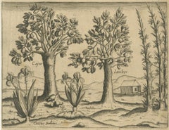 Cashew and Rose Apple Trees with Pepper and Crocus Indicus – de Bry, 1600
