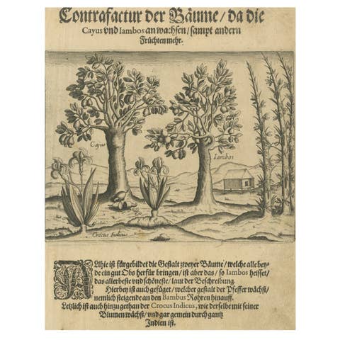 Cashew and Rose Apple Trees with Pepper and Crocus Indicus – de Bry, 1600