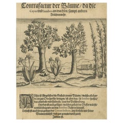 Cashew and Rose Apple Trees with Pepper and Crocus Indicus – de Bry, 1600