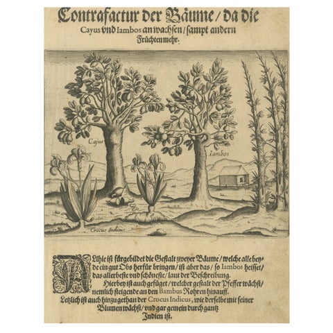 Cashew and Rose Apple Trees with Pepper and Crocus Indicus, de Bry, 1600