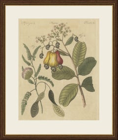 Pomme de cajou et noix d'acacia, gravure ancienne de Bertuch, vers 1805