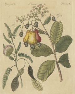 Cashew Apple and Nut with Acacia, Antique Bertuch Print, circa 1805