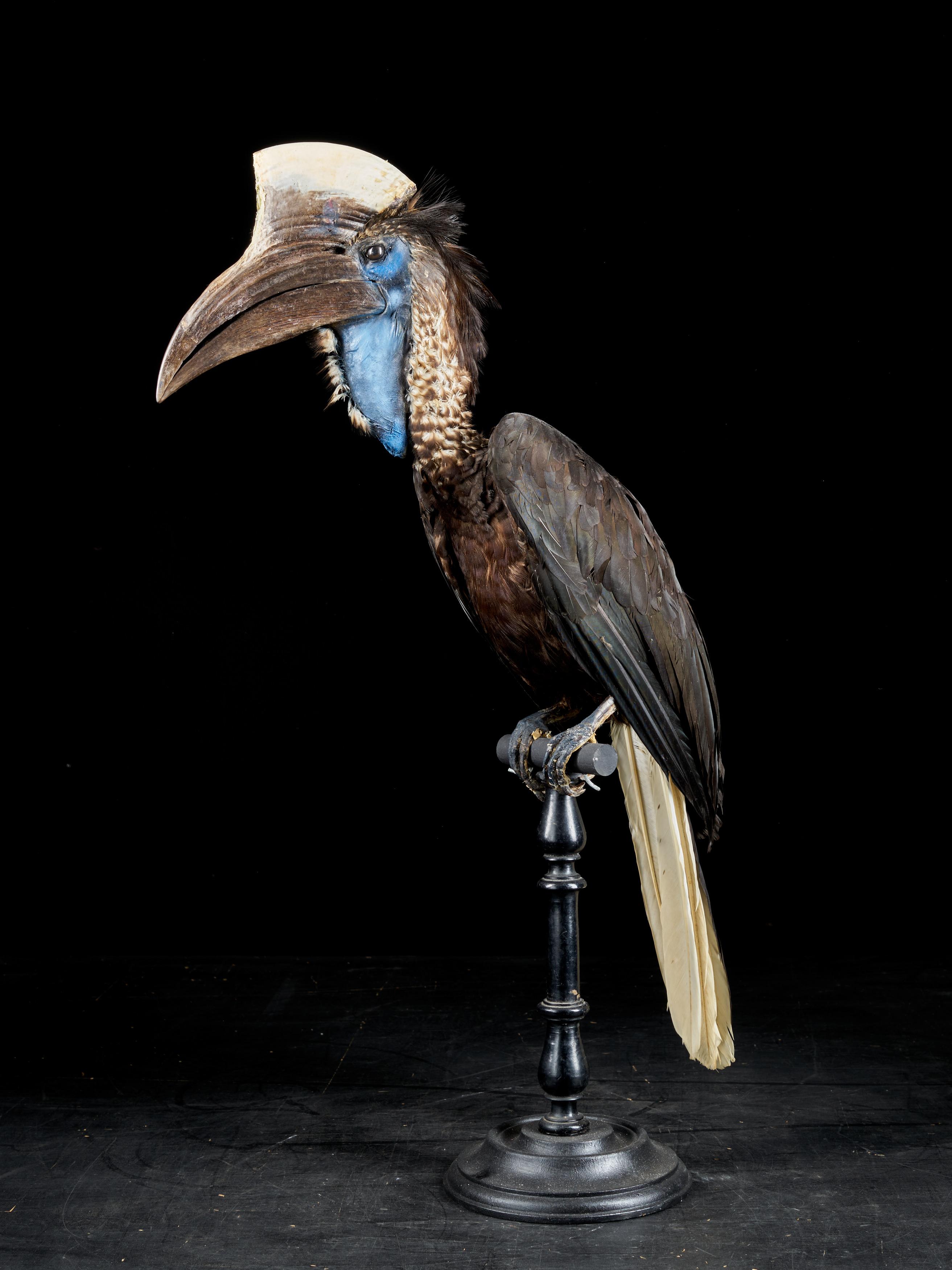 These birds are found in the rainforest of coastal regions of West Africa. The yellow-casqued hornbill is one of the largest birds of the West African forest, with adults weighing up to 2 kg (4.4 lb). They live mainly in the forest canopy, rarely