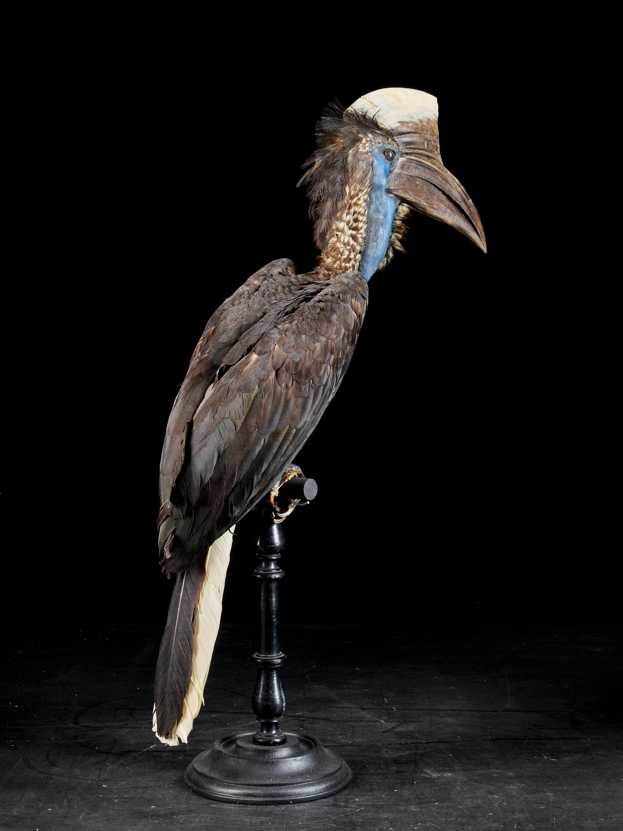 European Casqued Wattled Hornbills, Ceratogymna, NL
