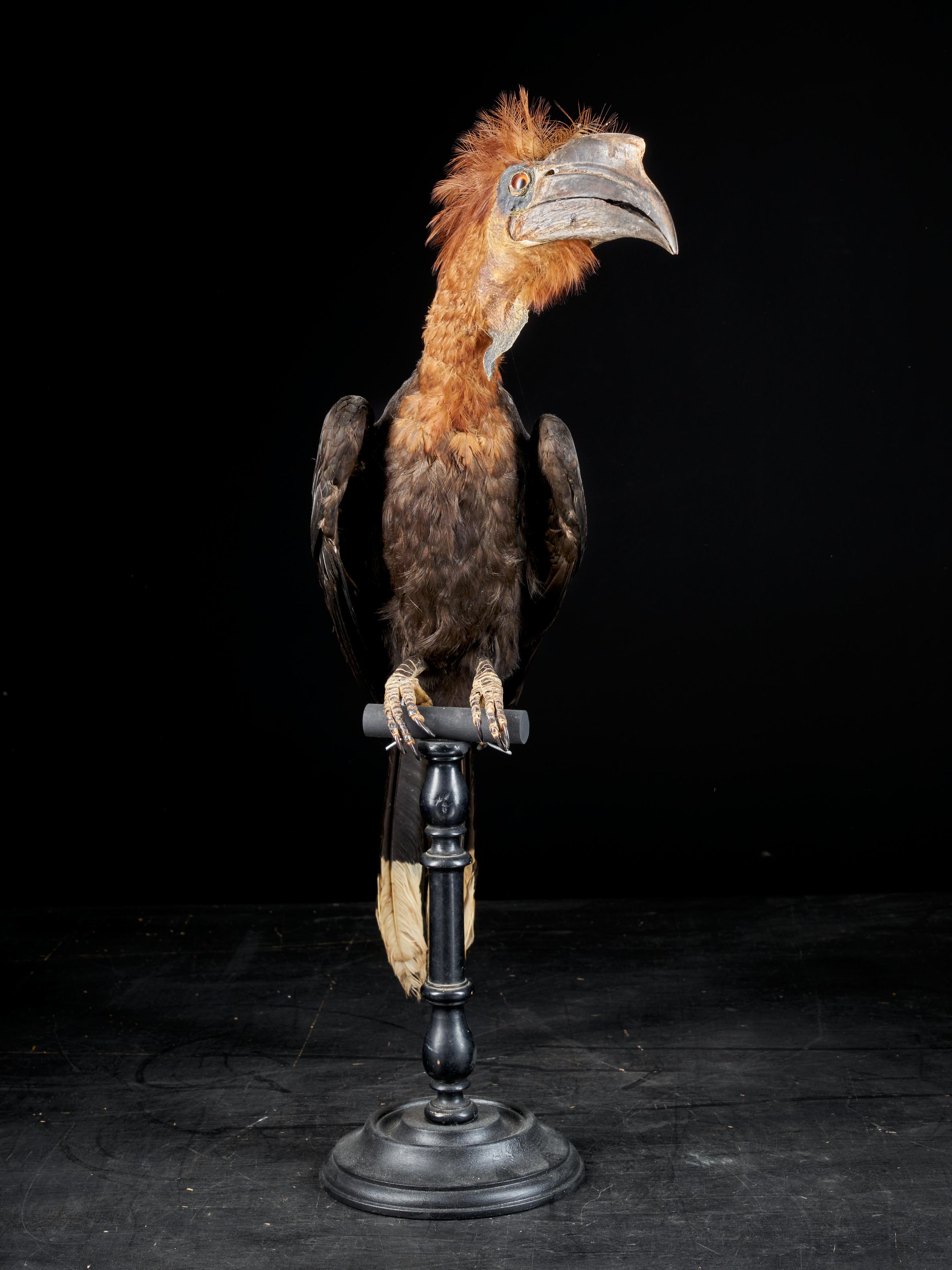 Hand-Crafted Casqued Wattled Hornbills, Ceratogymna, NL
