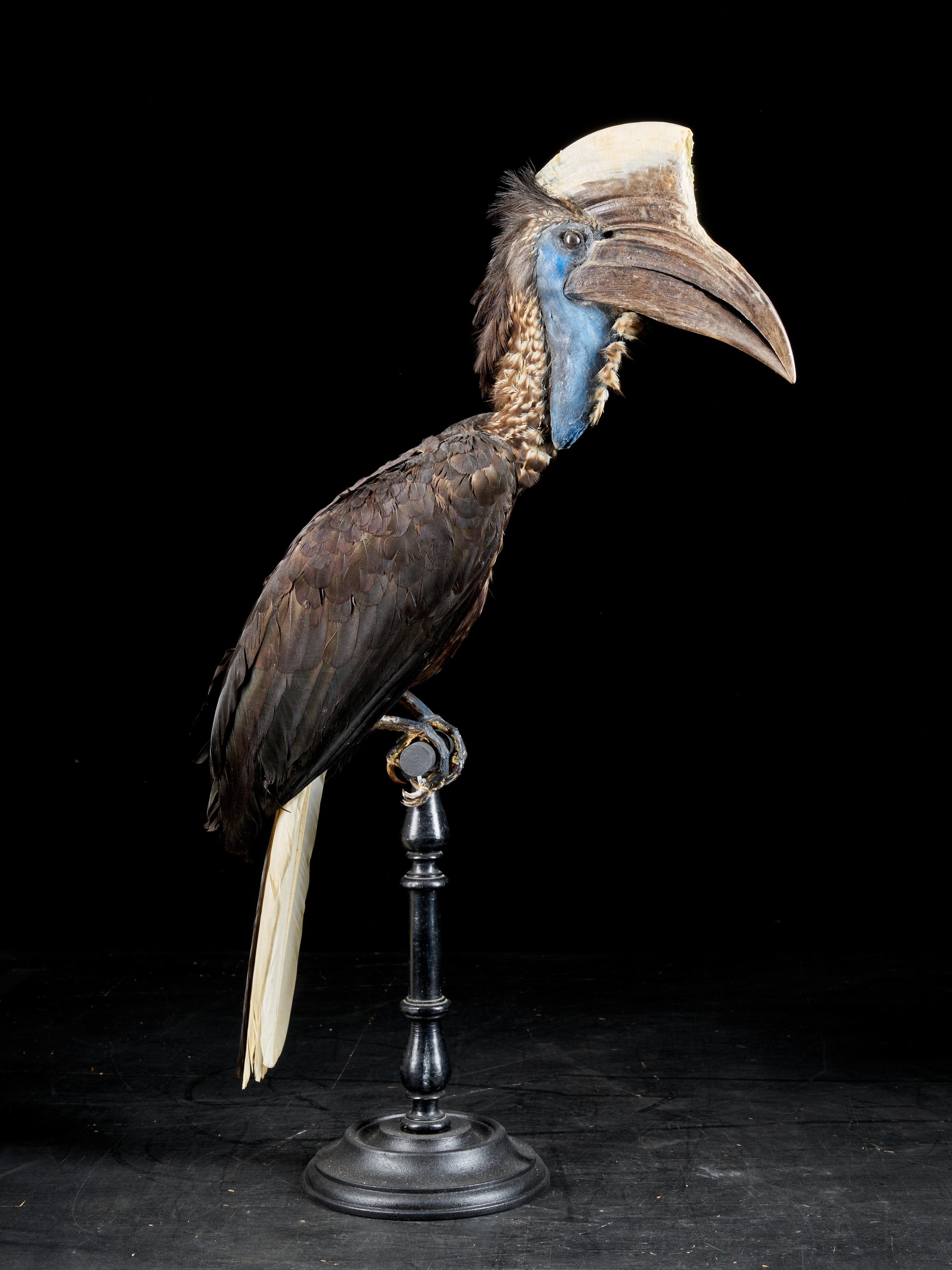 Hand-Crafted Casqued Wattled Hornbills, Ceratogymna, NL