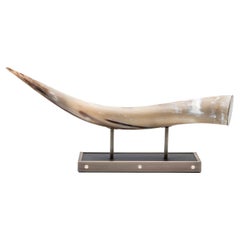 Cassiopea Horn Sculpture