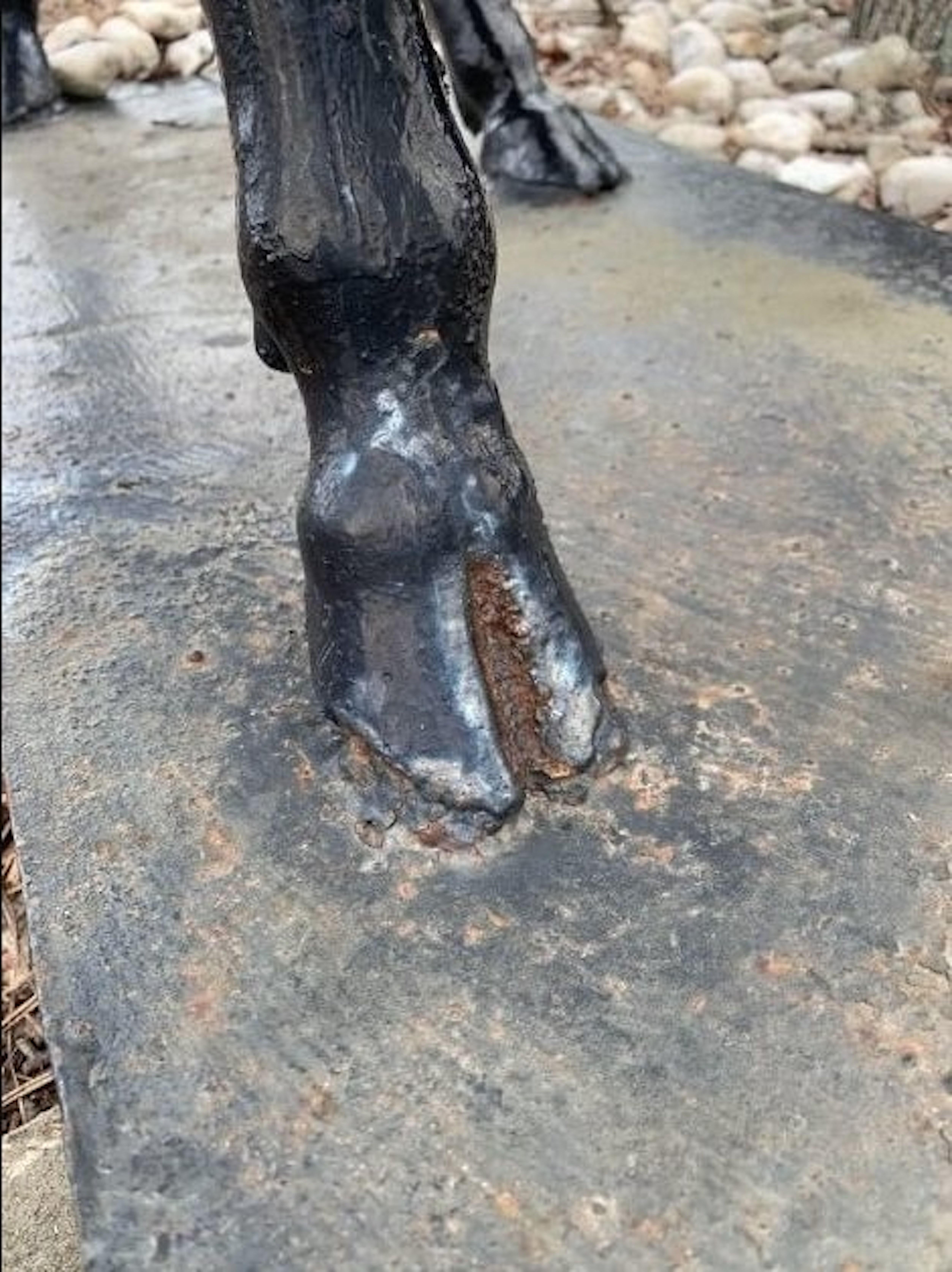 Cast Iron Bull Statue In Fair Condition For Sale In Brooklyn, NY