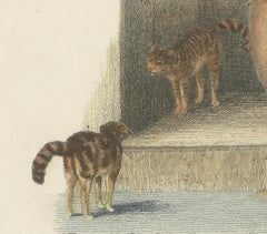 Cat and Kittens, 1809 Hand-Colored Etching by Samuel Howitt