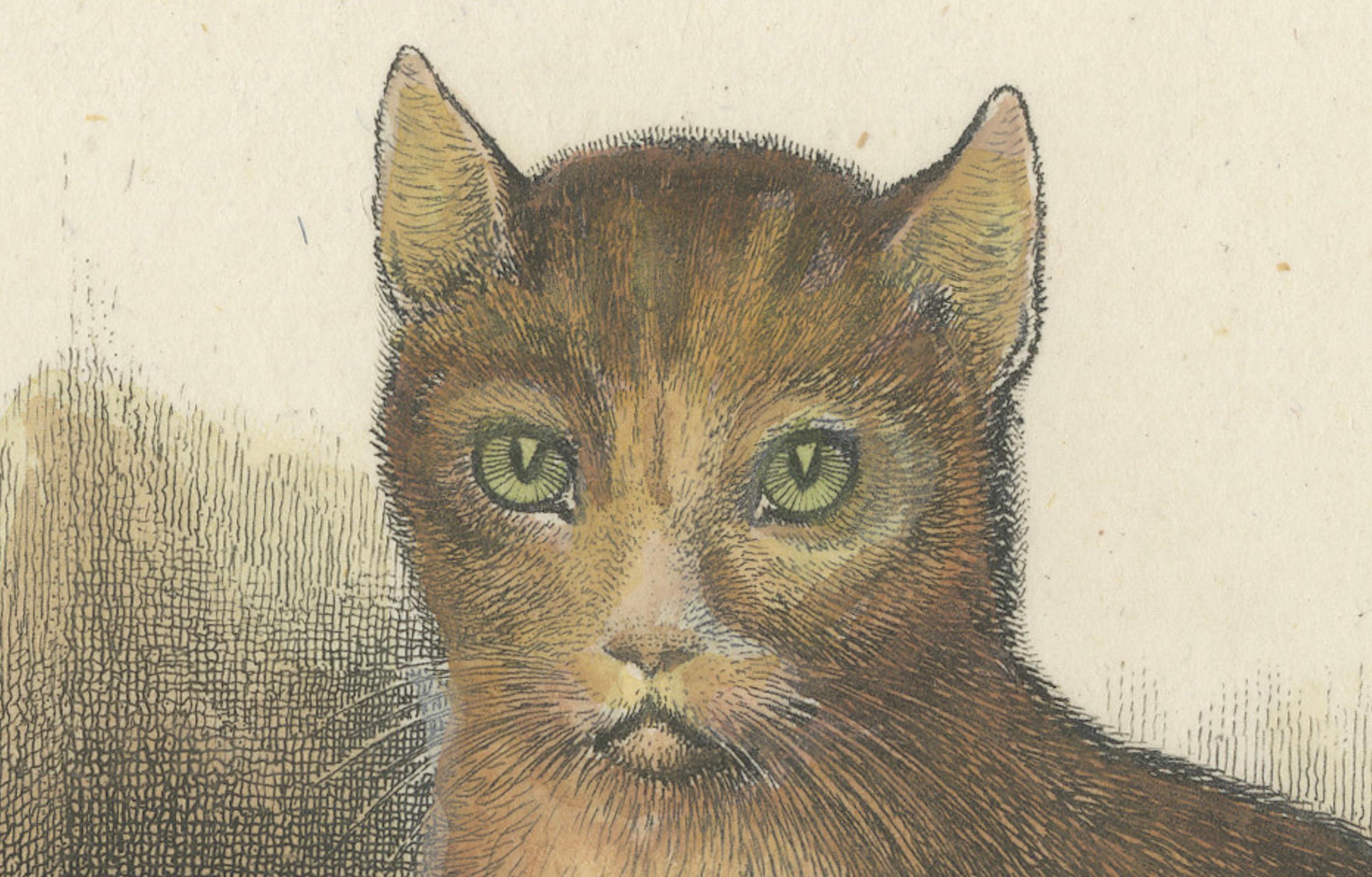 Engraved Cat and Kittens, 1809 Hand-Colored Etching by Samuel Howitt For Sale