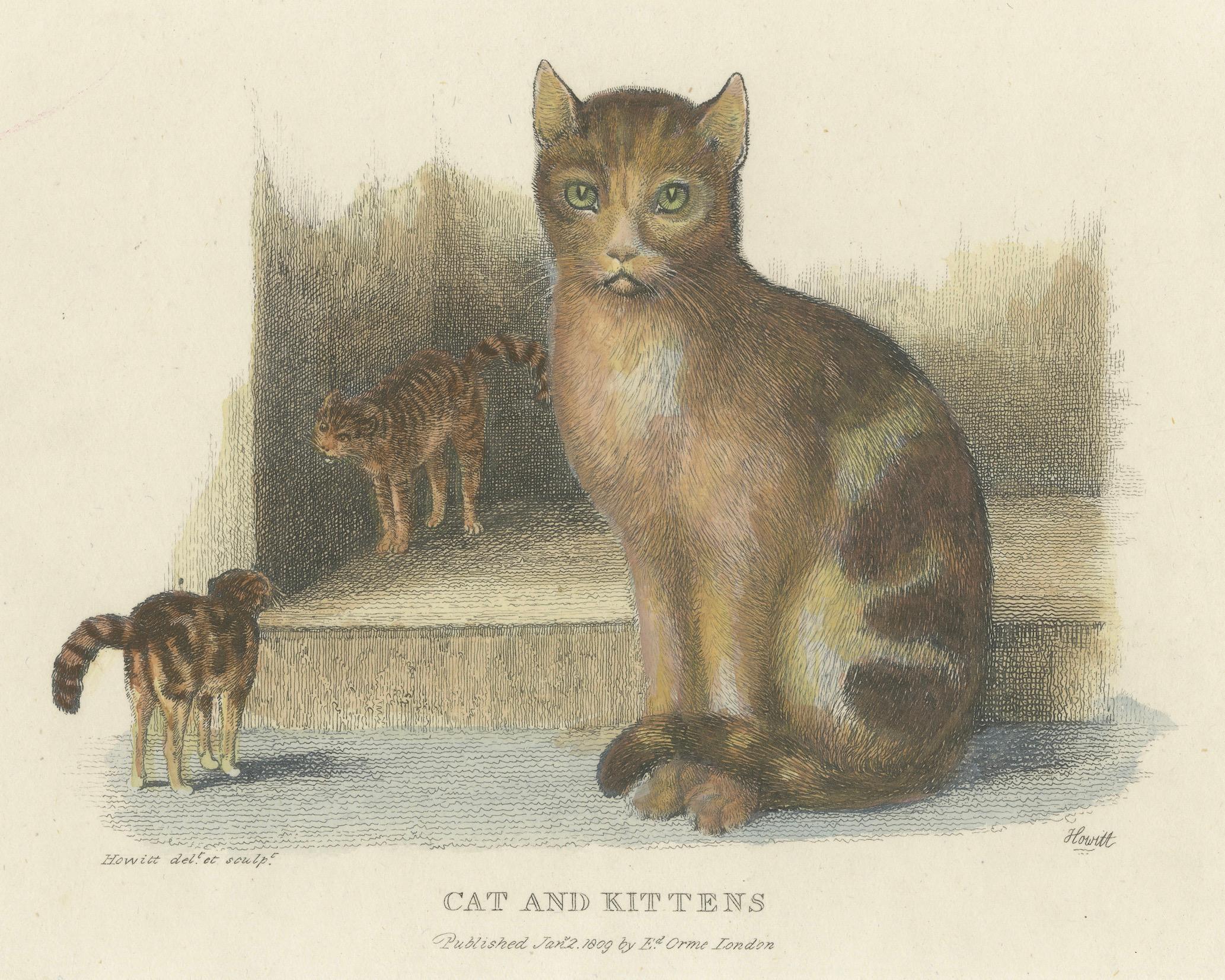 Cat and Kittens, 1809 Hand-Colored Etching by Samuel Howitt In Good Condition For Sale In Langweer, NL