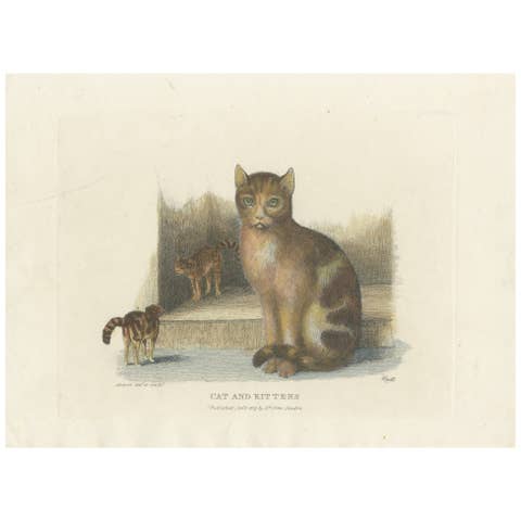 Cat and Kittens, 1809 Hand-Colored Etching by Samuel Howitt