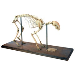 Vintage Cat Skeleton