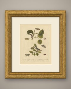 Caterpillars and Moths, Albin Plate 88 Dedicated to Thomas Knowlton, 1720