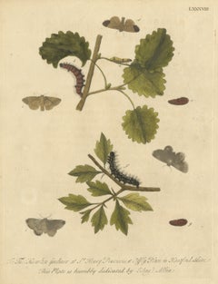 Caterpillars and Moths, Albin Plate 88 Dedicated to Thomas Knowlton, 1720
