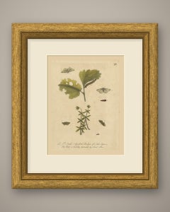 Caterpillars and Moths on a Lobed Leaf and Whorled Stem, Albin Plate 97, 1720