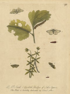 Caterpillars and Moths on a Lobed Leaf and Whorled Stem, Albin Plate 97, 1720