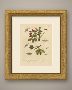 Caterpillars and Moths with Rose Hips, Albin Antique Plate 91, 1720