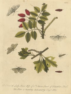 Caterpillars and Moths with Rose Hips, Albin Antique Plate 91, 1720