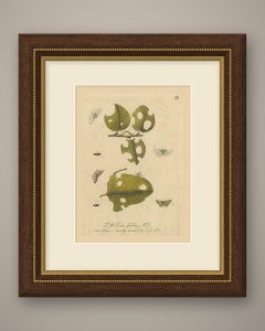 Caterpillars, Moths and a Slender Winged Insect, Albin Plate 99, 1720