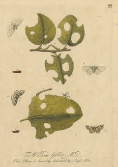 Caterpillars, Moths and a Slender Winged Insect, Albin Plate 99, 1720
