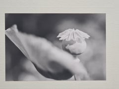 Poppies Photographies en noir et blanc sur papier, signées