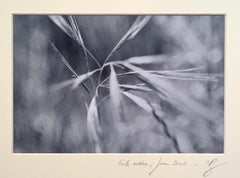 The Ear of Corn Photorealist Photograph on Paper, 21st Century
