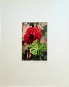 Il papavero Fotografia fotorealista su carta, 21° secolo