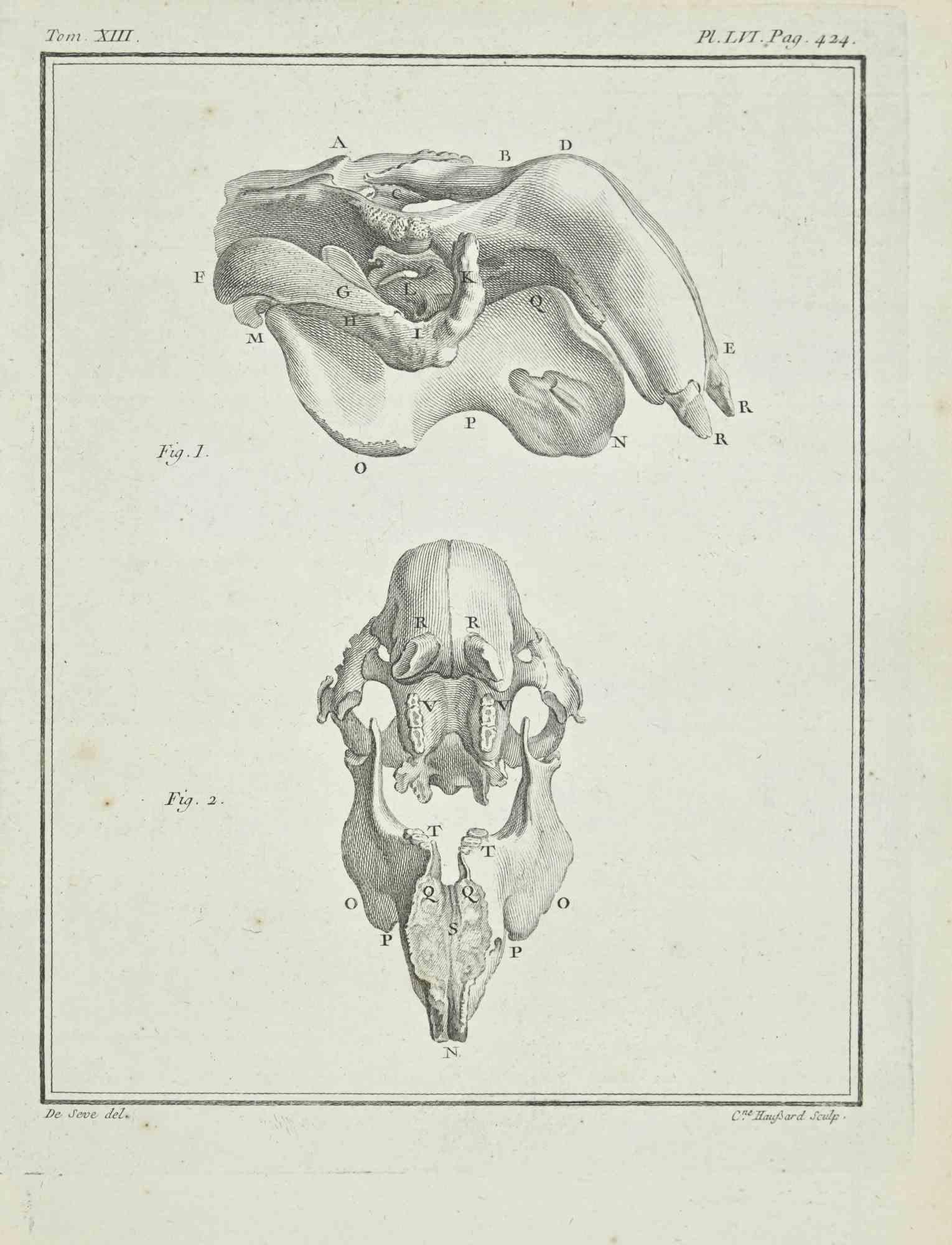Animal's Skeleton is an etching realized in 1771 by C. Haussard.

Signed in plate.

The artwork Belongs to the suite "Histoire naturelle, générale et particulière avec la description du Cabinet du Roi". Paris: Imprimerie Royale, 1749-1771. 