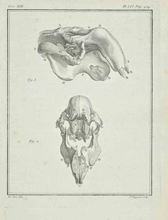 Tier Skelett – Radierung von Catherine Haussard – 1711
