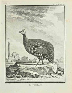 Le Peintade - Etching by Catherine Haussard - 1771