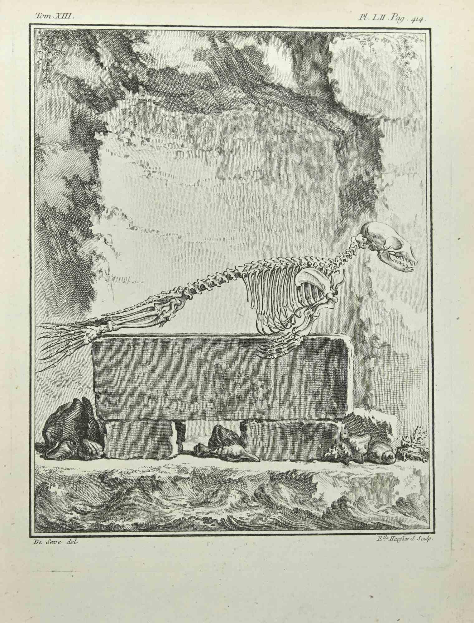 Skeleton is an etching realized in 1771 by C. Haussard.

Signed in plate.

The artwork Belongs to the suite "Histoire naturelle, générale et particulière avec la description du Cabinet du Roi". Paris: Imprimerie Royale, 1749-1771. 