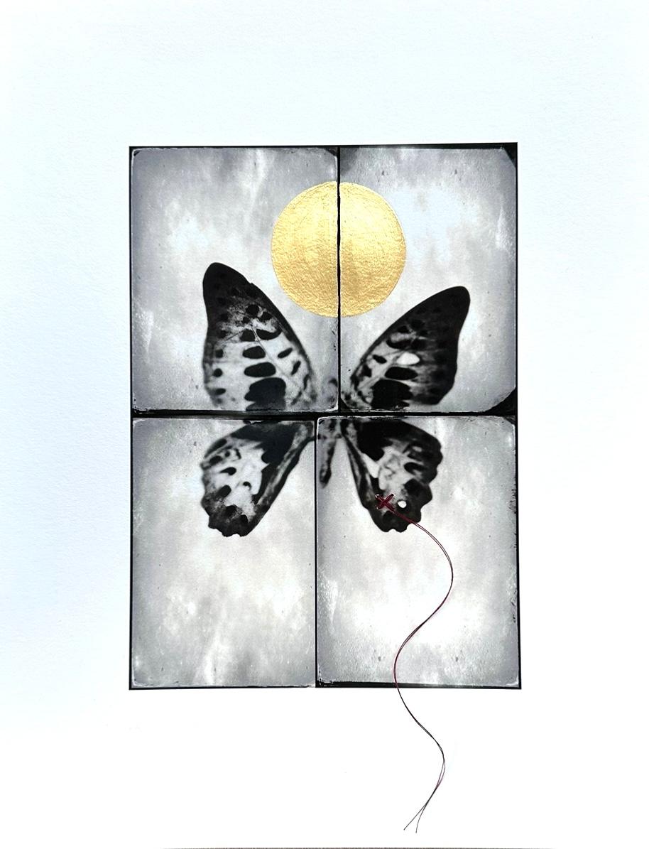 Catherine Just Still-Life Photograph - Butterfly with Mended Wing #1