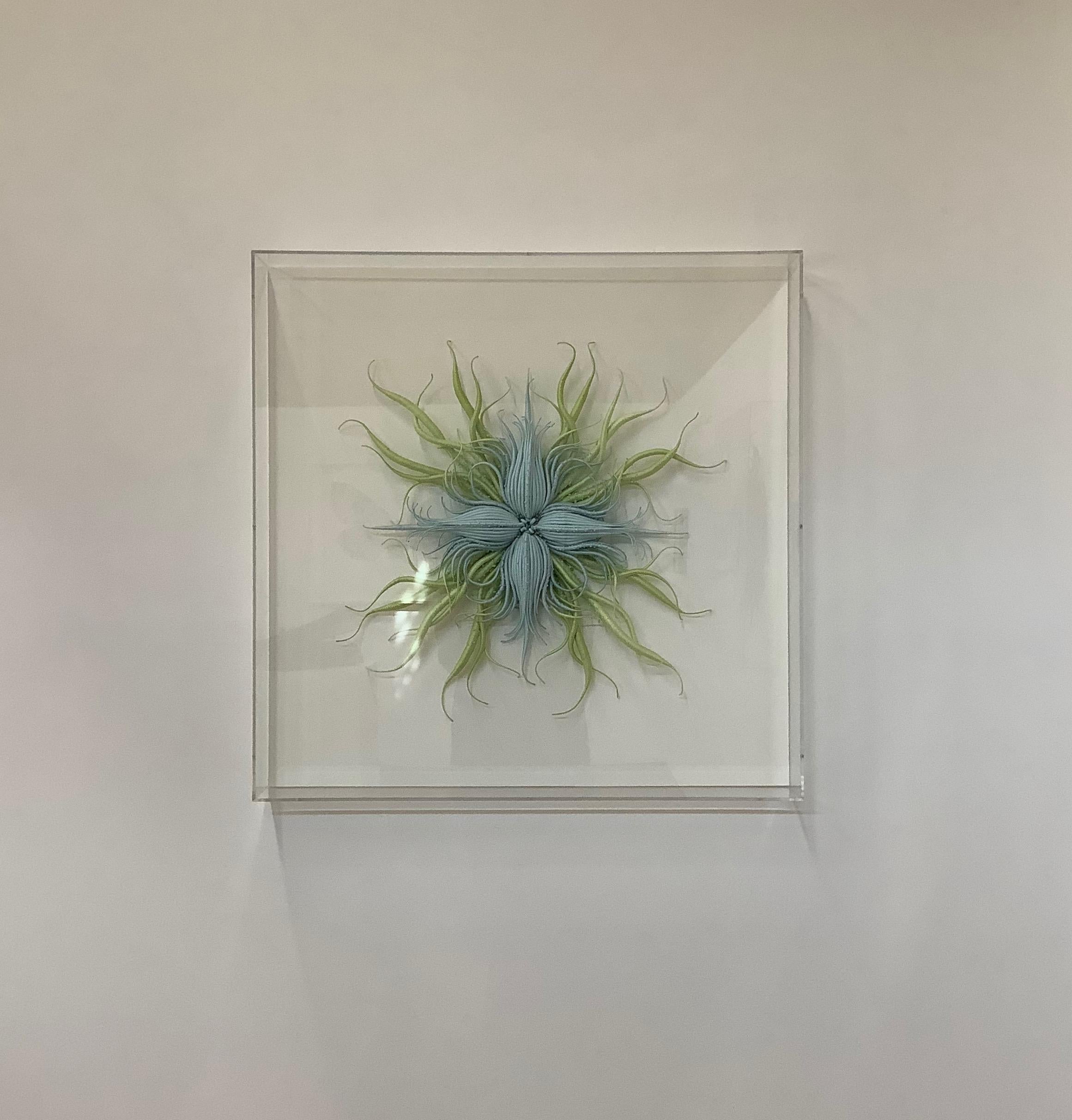 Framed in a clear acrylic shadowbox, Catherine Latson's Specimen 20 reads as an artistic rendition of a beautiful sea specimen. Luminous light blue hand-dyed cotton thread is wrapped around tendrils that stretch from a delicate cluster of tiny curls