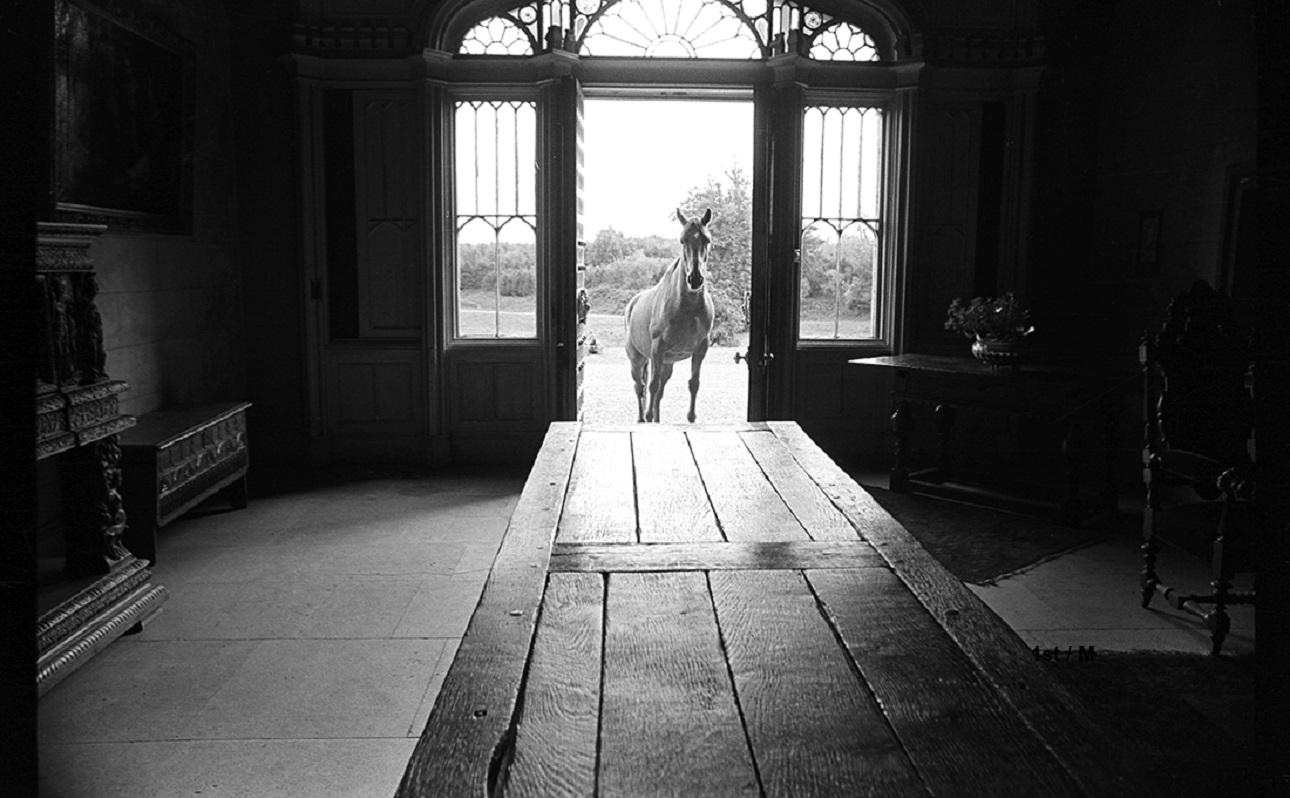 Catherine Ursillo Animal Print - 20x24” Horse at Castle, County Mayo, Ireland - Silver Gelatin Print