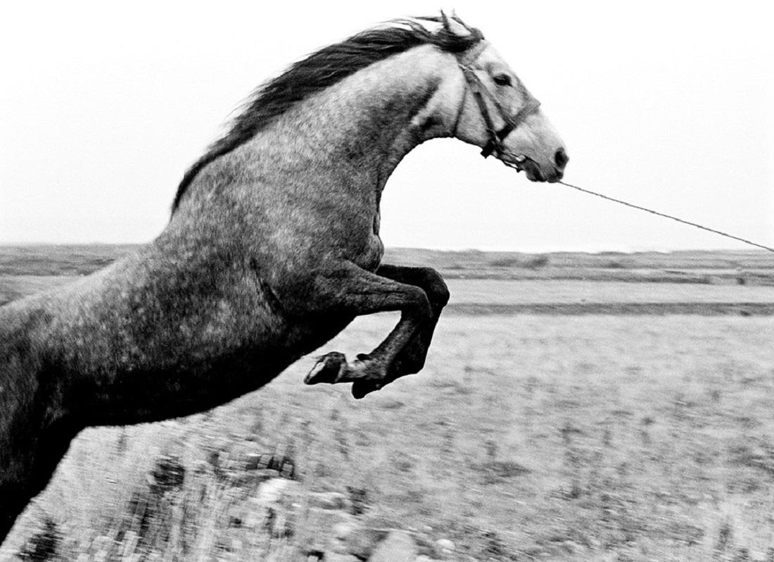 20x24"- Jumping Horse, County Sligo, Ireland - Silver Gelatin Print - Photograph by Catherine Ursillo